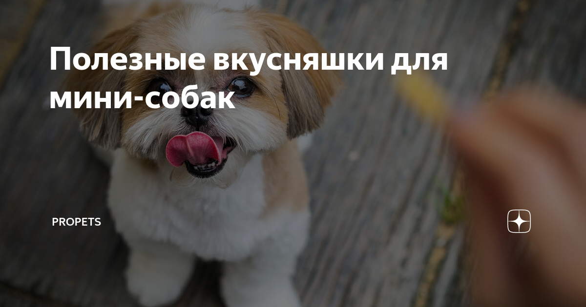 полезные вещи для собак