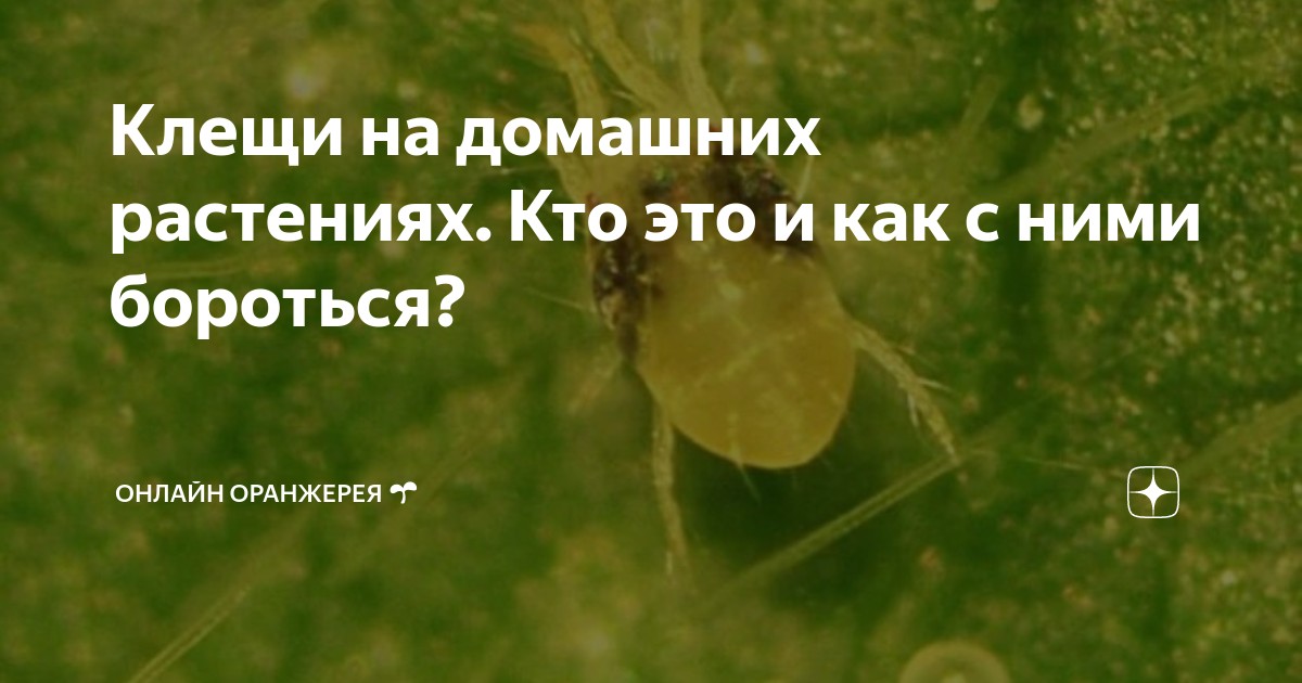 Клещи на домашних растениях. Кто это и как с ними бороться? | ОНЛАЙН ...