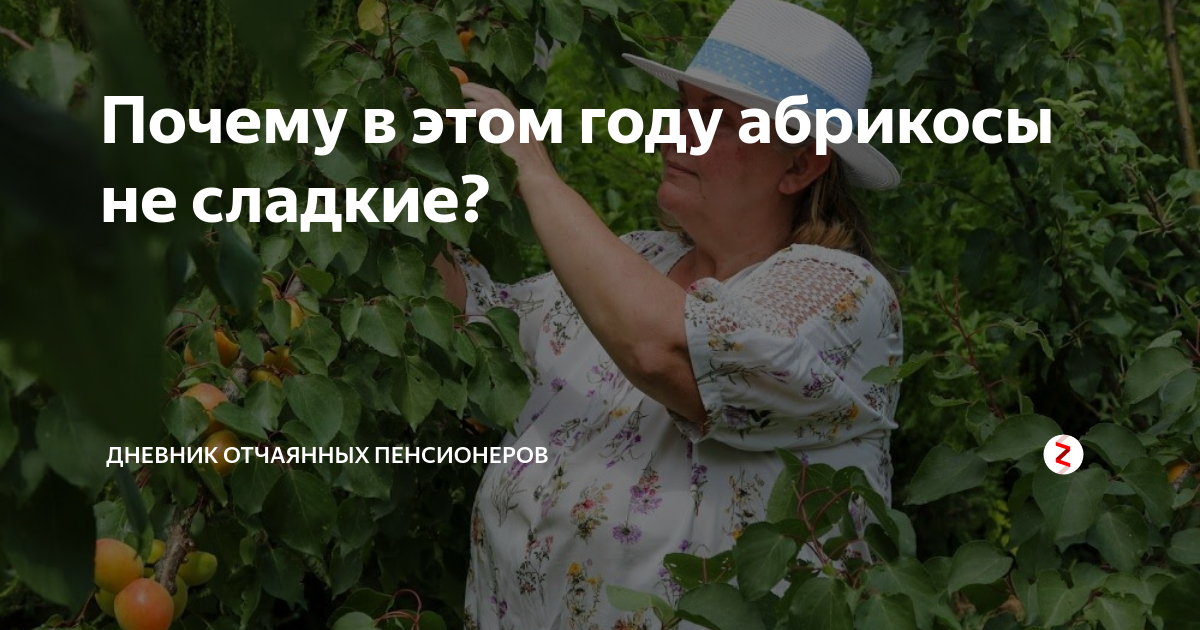 записки отчаянных пенсионеров. дневник отчаянных пенсионеров последние публикации дзен. дневник отчаянных пенсионеров последние. отчаянные пенсионеры яндекс дзен. анатолий мигов дневник отчаянных пенсионеров.