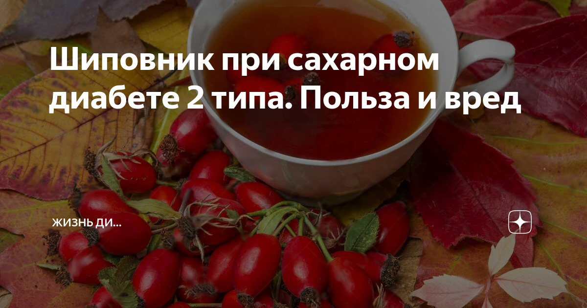 Борщ при диабете 2 типа можно или. Шиповник при сахарном диабете. Шиповник для диабетиков 2. Отвар шиповника при сахарном диабете. Отвар шиповника