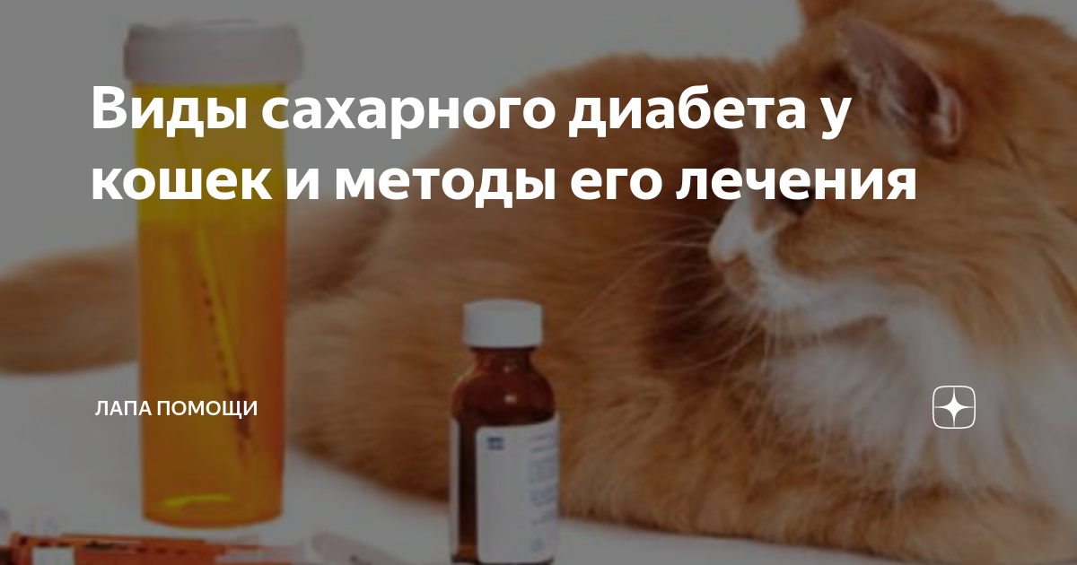 Сахарный диабет у собак симптомы. Излечим ли диабет у котов. Таблетки от сахарного диабета для кошек. Признаки диабета у кошек стерилизованных. Лечение сахарного диабета у котов таблетками
