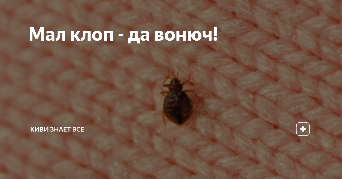 клоп вонючий клоп на зеленом листе клоп коричневый мраморный вонючий - насекомое