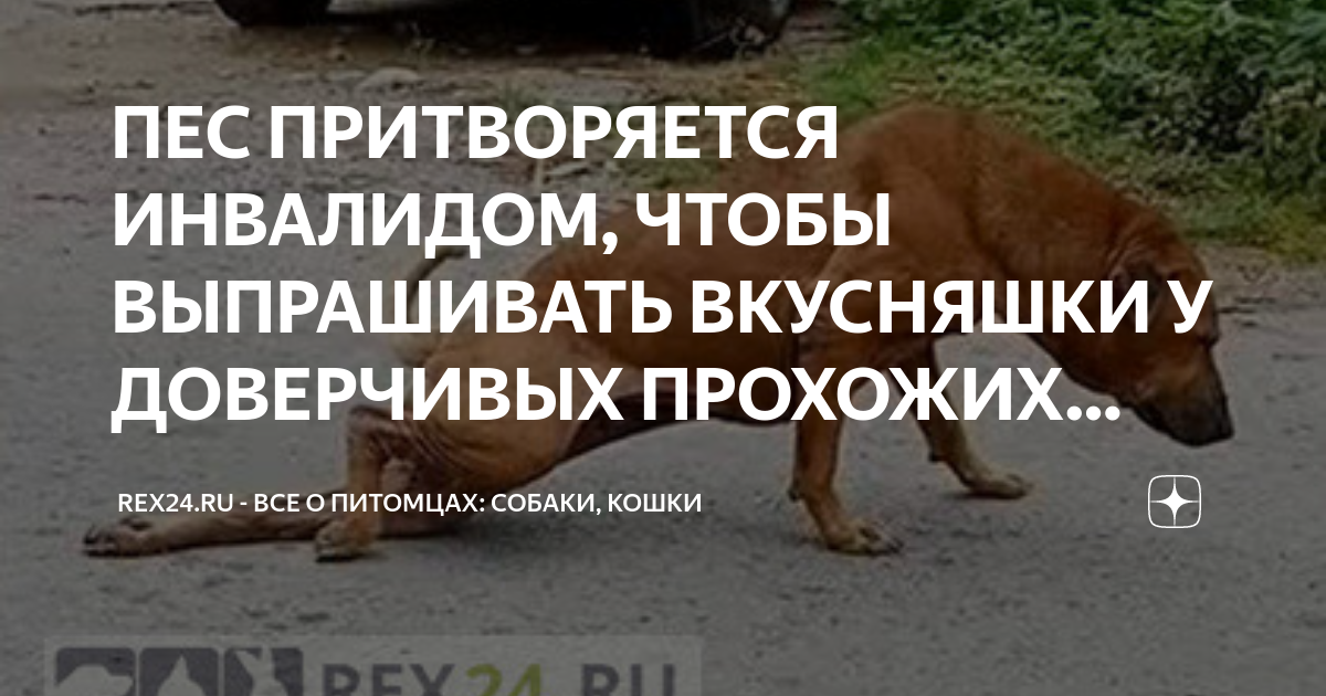 женщина притворяется собакой