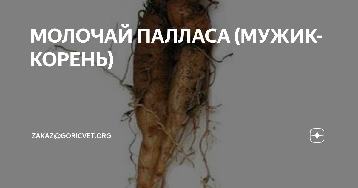 фото мужик корня. молочай палласа мужик корень. лечебная трава молочай палласа. молочай палласа 10г. молочай палласа корень.