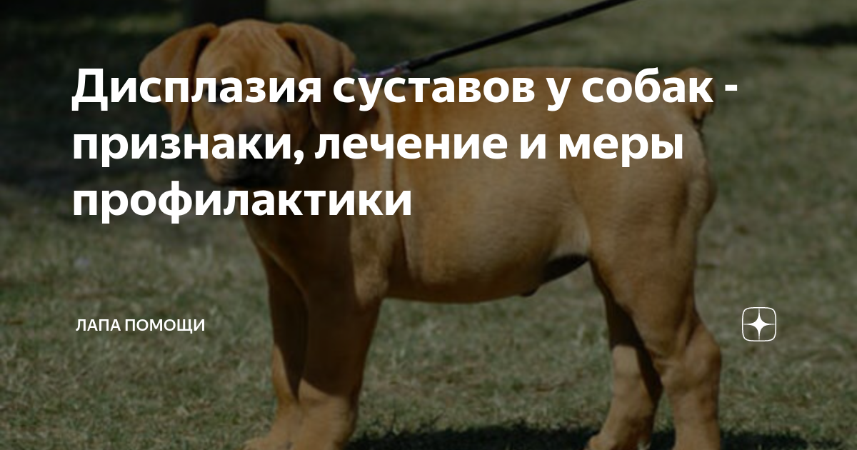 Дисплазия тбс у собак рентген. Дисплазия у собак симптомы. Дисплазия у собак симптомы. Дисплазия у собак симптомы. Дисплазия у щенка симптомы.