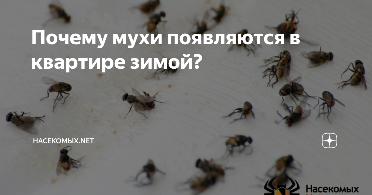 Почему появилась муха