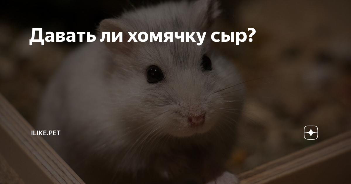 Сыр хомякам. Можно ли хомякам сыр