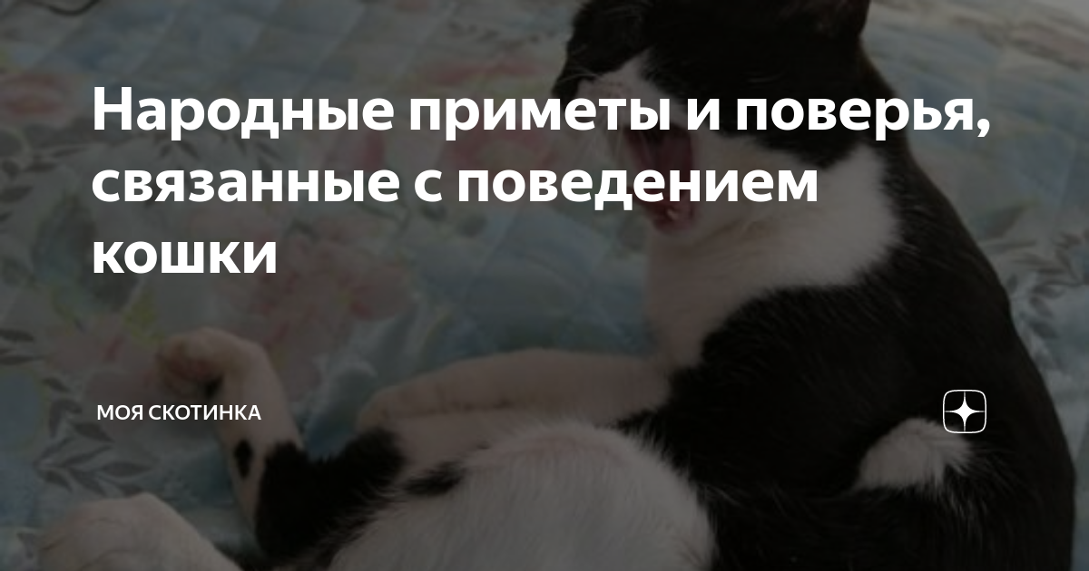 🐱Приметы, связанные с кошками. Часть 1: черный кот | Нос, хвост, лапы | Дзен