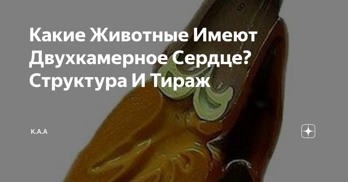 Какие Животные Имеют Двухкамерное Сердце? Структура И Тираж | K.A.A | Дзен