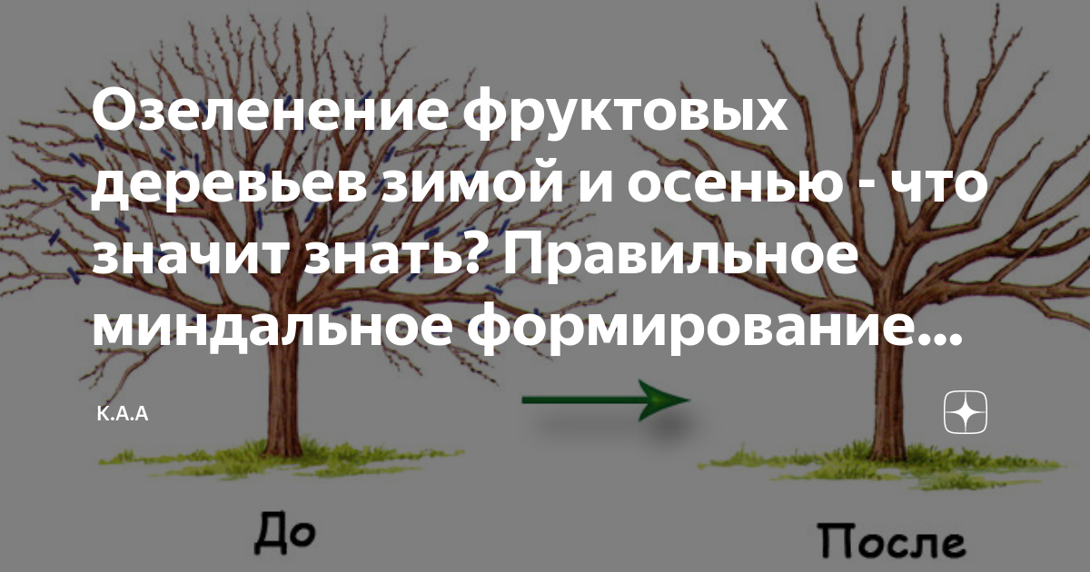 Жакаранда – фиалковое дерево / Уход за фиалковым деревом / Выращивание в домашних условиях