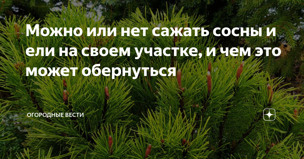 Когда сажать сосны. Сосна и ель различия фото. Можно ли садить сосны возле дома приметы и суеверия. Когда сажать сосны на участке.