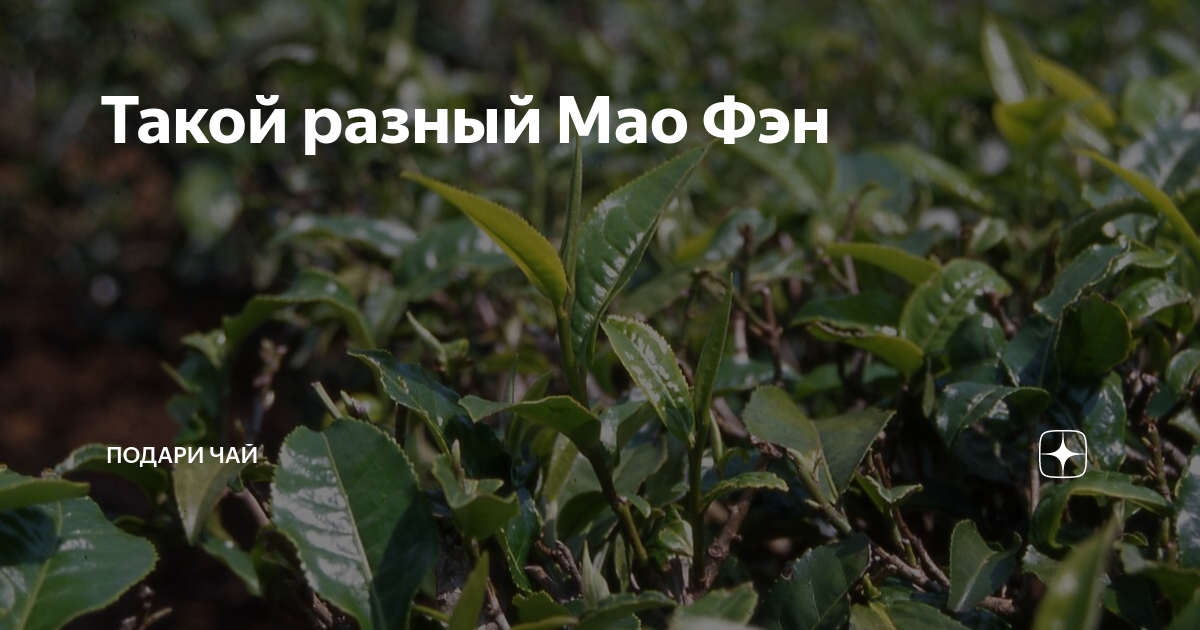Такой разный Мао Фэн | Подари чай | Дзен