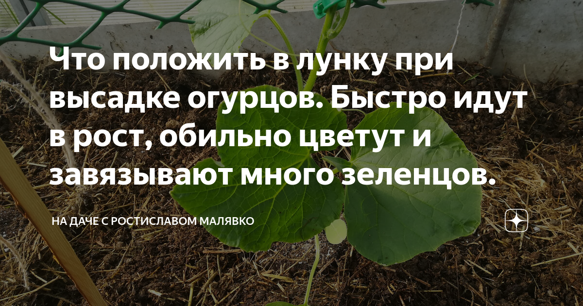 Что положить в лунку при высадке огурцов. Что положить в лунку для огурцов. при высадке цветной капусты что положить в лунку.