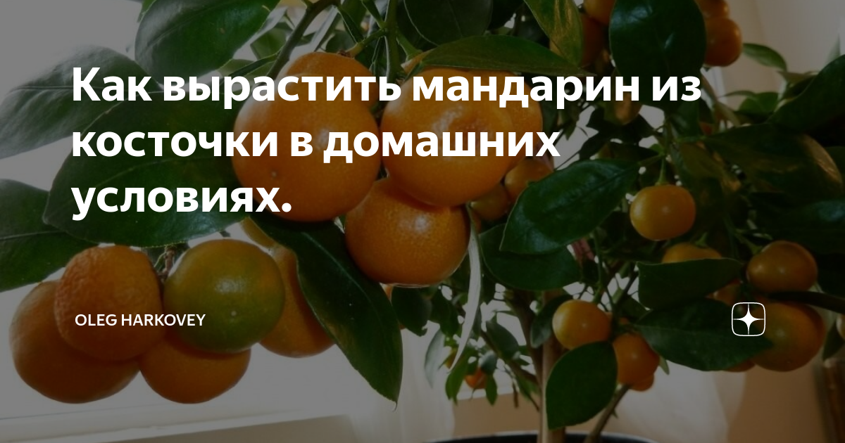 Как вырастить мандарин из косточки