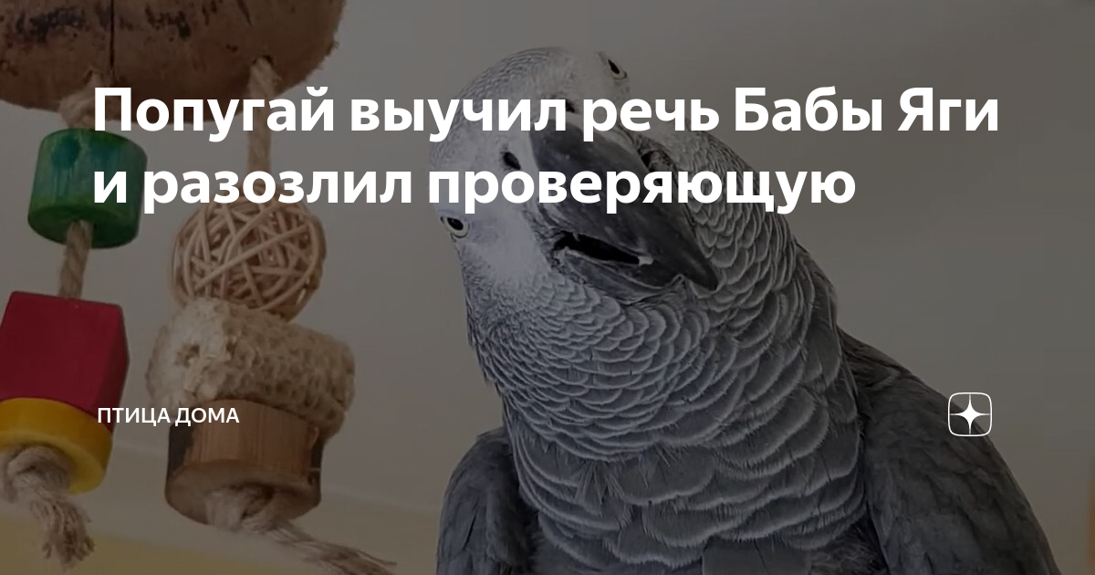 50 билетов оскар не выучил 7. Сколько попугаи учатся говорить. В августе попугай выучил 7 новых слов.