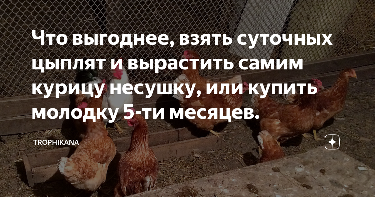 Что выгоднее, взять суточных цыплят и вырастить самим курицу несушку ...