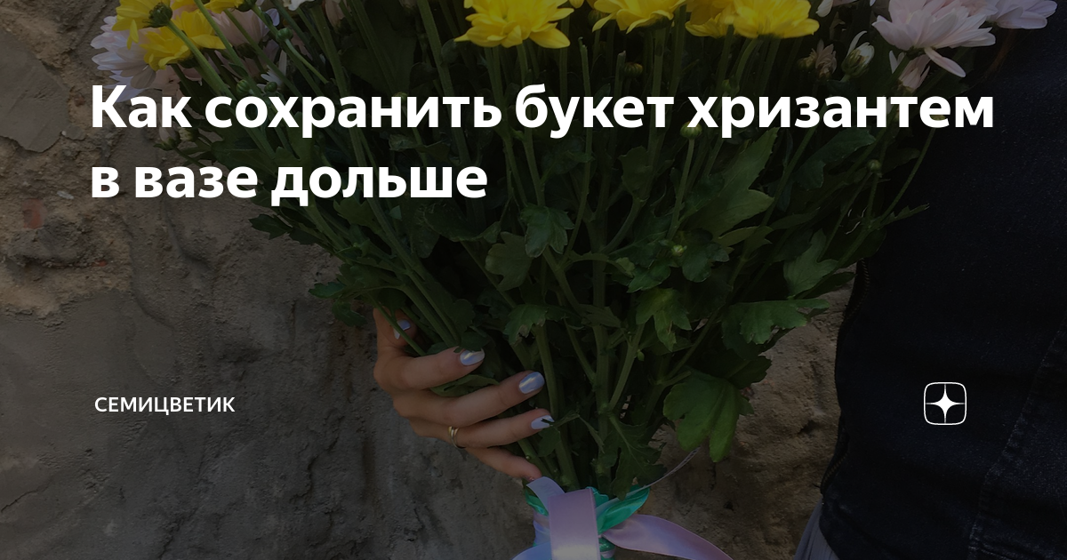 Как подрезать хризантемы в букете. Как продлить жизнь хризантемам в вазе. Хризантемы срезанные. Конксаии хризантемы 10 шт. Хризантемы эстетика.
