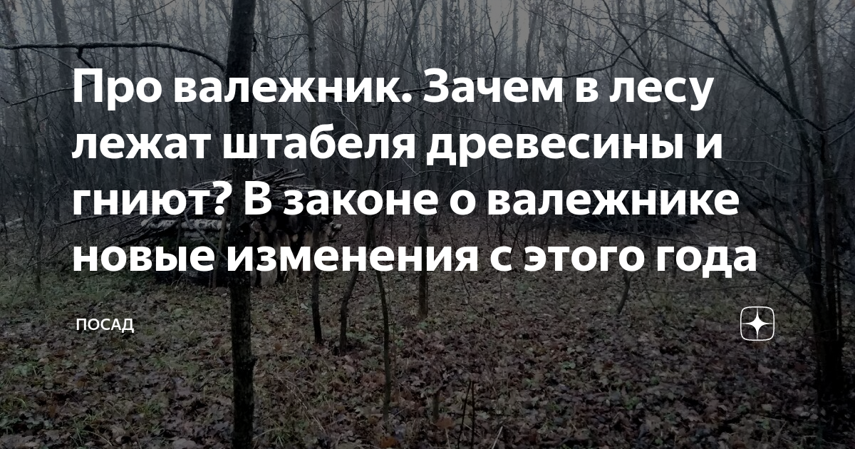 Закон о сборе валежника. Валежник в пермском крае. Значение слова валежник. Валежник разрешили собирать. Закон о сборе валежника.