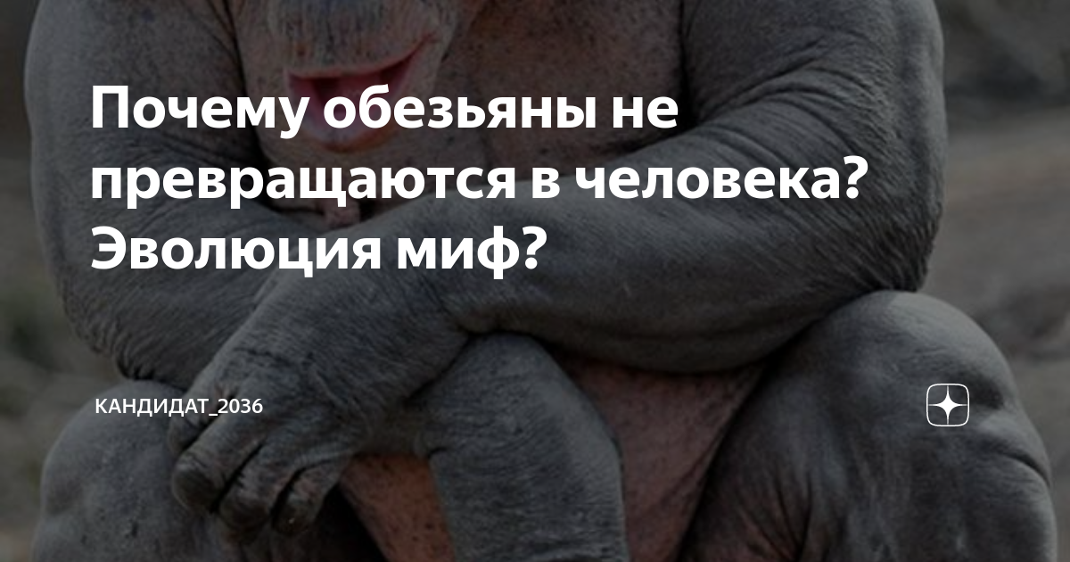 Почему не все обезьяны эволюционировали в человека. Почему обезьяны больше не превращаются в людей. Почему современные обезьяны не превращаются в человека. Почему обезьяны сейчас не превращаются в людей. Почему обезьяны не эволюционируют в человека.