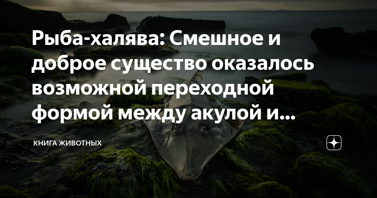 Оказывается возможно. Книга животных дзен