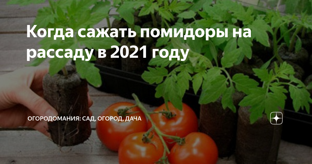 Когда сеять помидоры в апреле 2024 года. Когда садить помидоры в Екатеринбурге. Как посадить томаты в открытый грунт. Открытка с вопросом а вы перец помидор посадили ещё.