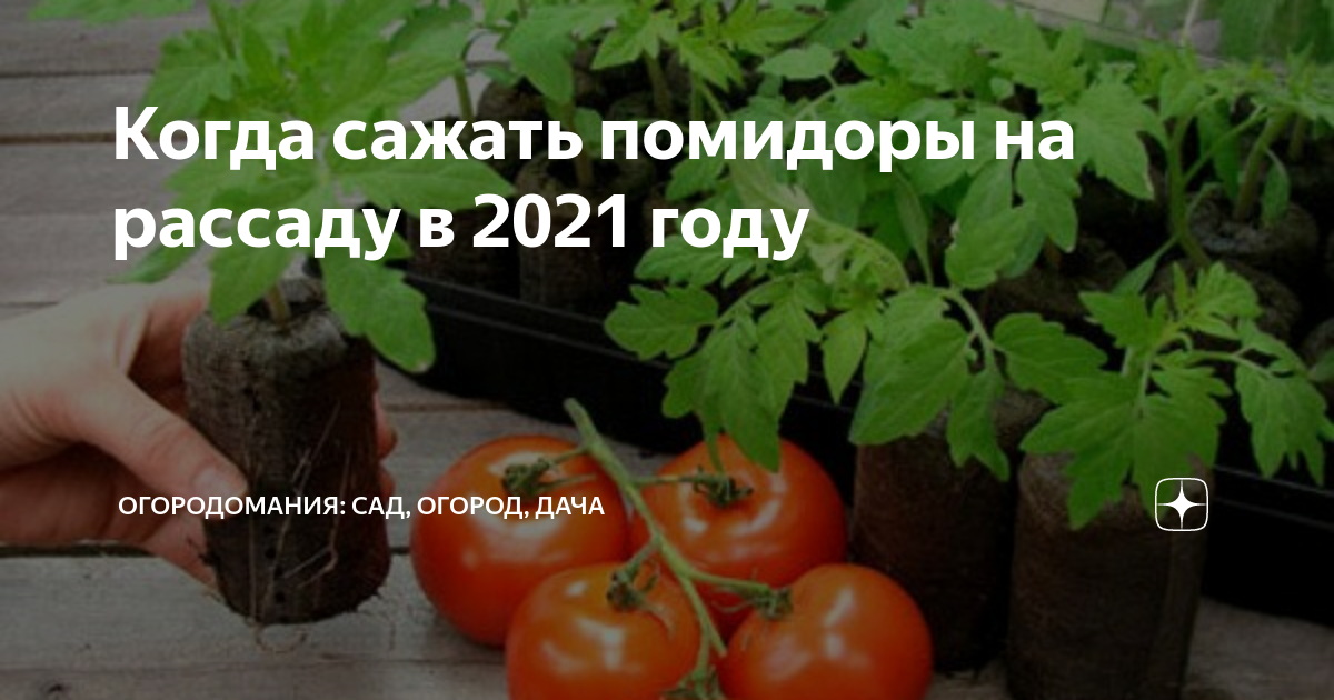 Когда сеять помидоры. Посадка помидор 2021. Когда сажать помидоры дзен. Когда сеять помидор в 22 году. Посадка помидор на рассаду в 2021
