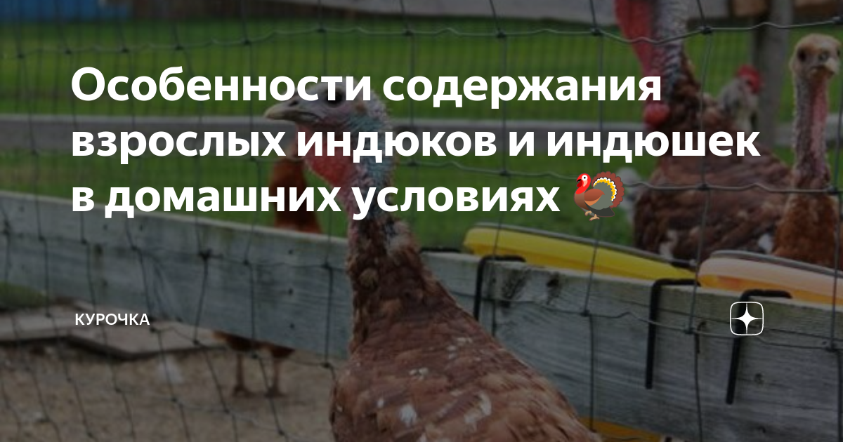 Особенности содержания взрослых индюков и индюшек в домашних условиях 🦃 ...