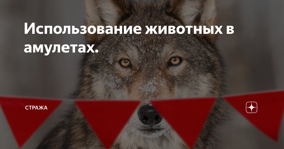 Волк боится красного. Волк через красные флажки. Охота на Волков красные флажки. Почему волки боятся красных флажков.