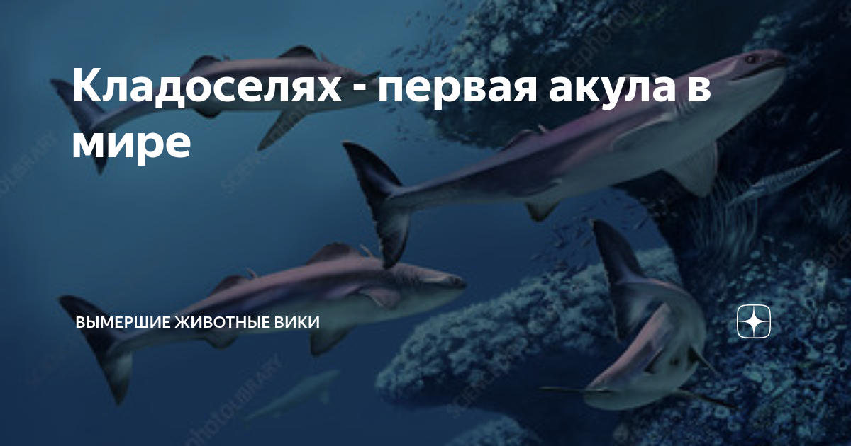Кладоселях - первая акула в мире | Вымершие животные вики | Дзен