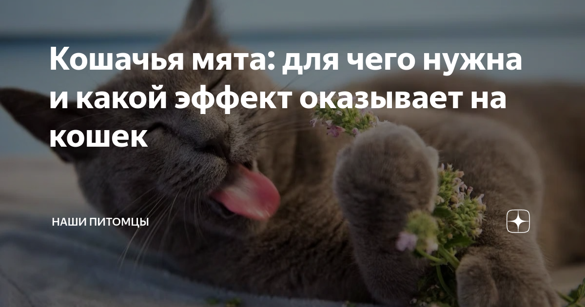 Кошачья мята: для чего нужна и какой эффект оказывает на кошек ...