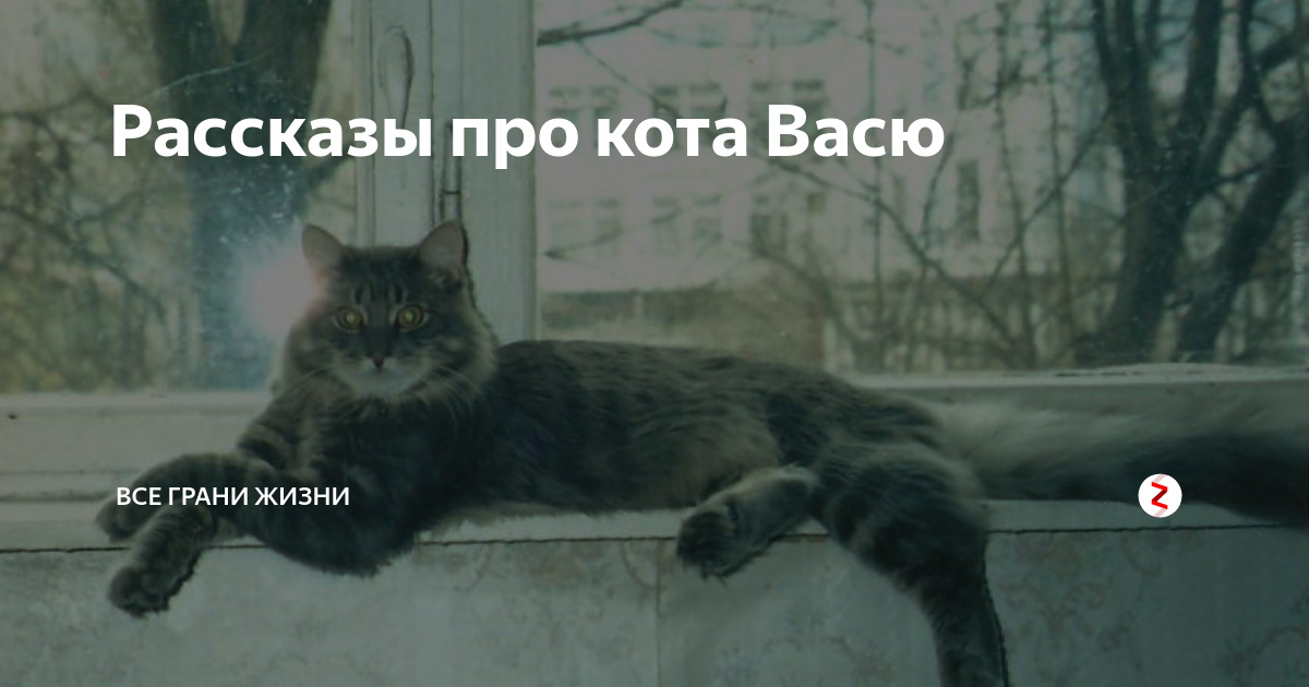 Вася кот 4. История про Васю кота. Рассказ о коте Васе. Рассказ про моего кота Васю. 3 Кота Васи.