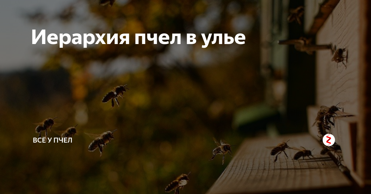 Иерархия пчел в улье | Всё у пчел | Дзен