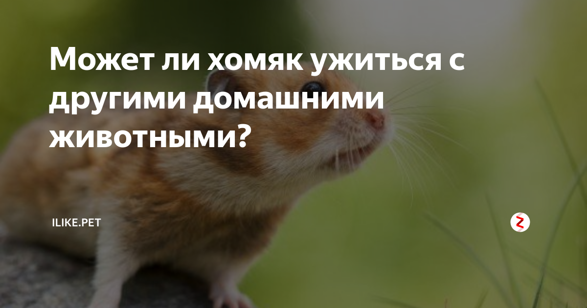 Совместное проживание хомяка и кошки: безопасно ли это для вашего маленького питомца [Кошки cats]