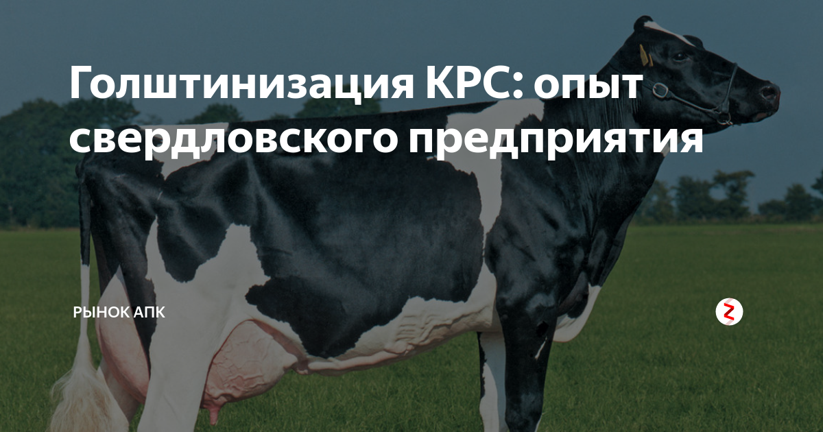 Как выбрать наилучшее питание для крупного рогатого скота