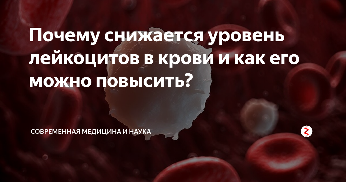 Повышение лейкоцитов. Еда для повышения уровня лейкоцитов в крови. Продукты поднимающие лейкоциты. Еда повышающая лейкоциты в крови. Препараты поднимающие лейкоциты.