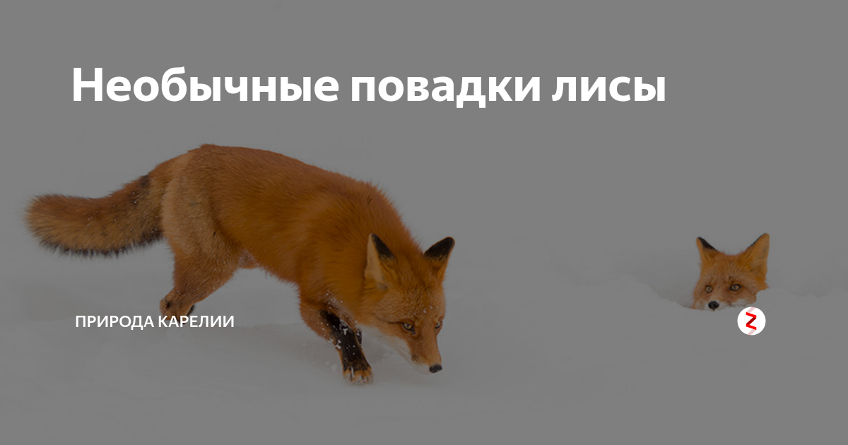 Повадки лис. Повадки лис. Осенняя лиса. Обыкновенная лисица. Лиса осенью.