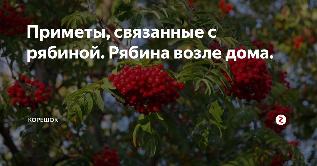 Рябина защитит от простуды: народные приметы на 23 сентября