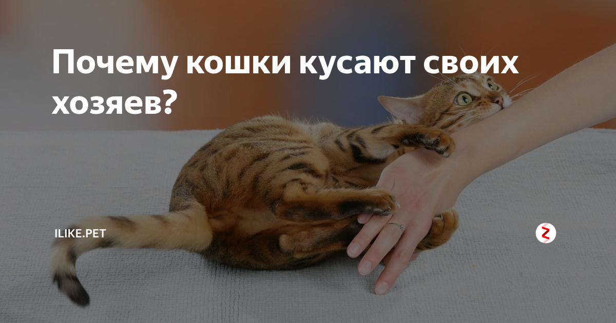 Почему коты кусают людей. Кошка кусается. Кот нападает. Кот царапается и кусается.