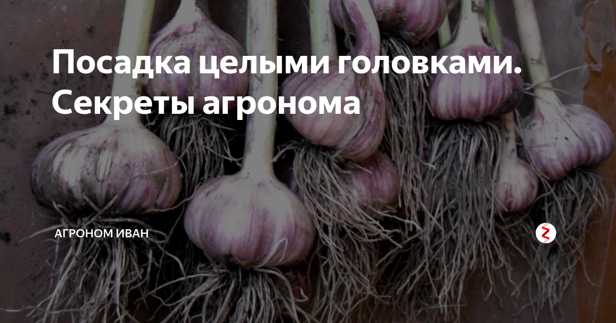 Если чеснок посадить головкой что вырастет фото Посадка целыми головками. Секреты агронома АГРОНОМ ИВАН Дзен