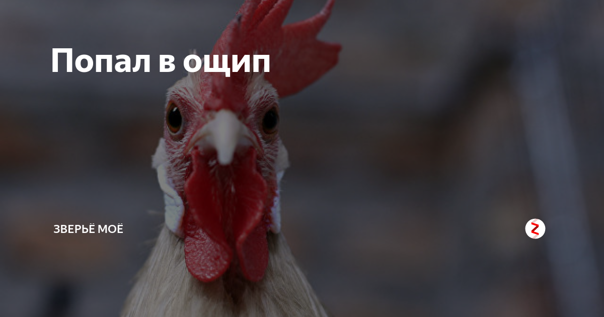 Как кур в ощип значение. Кур во щи. как кур в ощип.