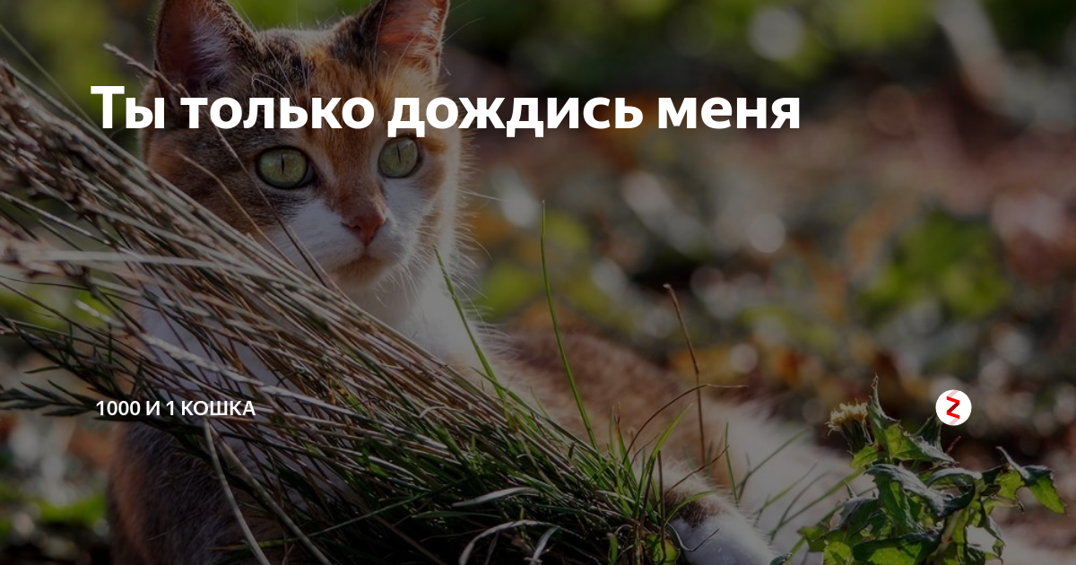 только дождись меня автор. кот мартовский вернулся домой. настоящая любовь не знает преград. только дождись меня автор. дождись меня.