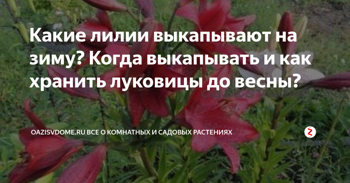 Как выкапывать и хранить лилии на зиму. Как выкапывать и хранить лилии на зиму