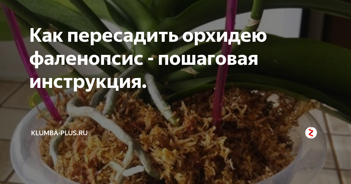 Как пересаживать орхидею в домашних условиях. Пошаговая инструкция Цветы в кварт