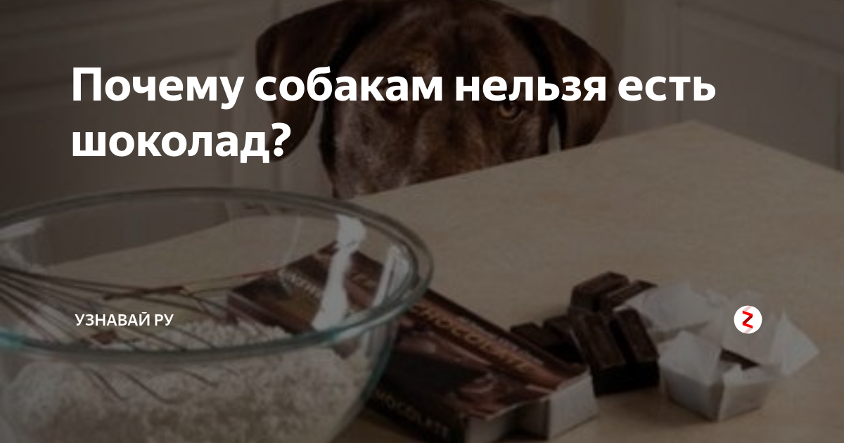 Почему собакам нельзя шоколад. Отравление шоколадом. Собака съела шоколад что делать. Почему собакам нельзя печенье. Почему собакам нельзя сыр