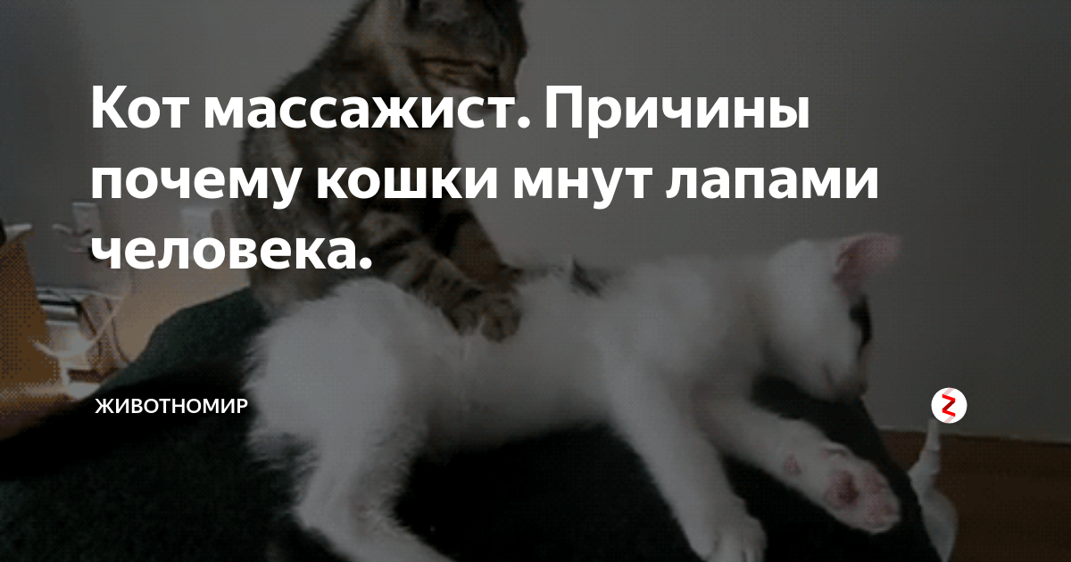 Кошка топчет человека. Почему коты мнут лапами. Почему кошки мнут одеяло. Почему котики мнут лапками. Почему кошки мнут лапами одеяло.