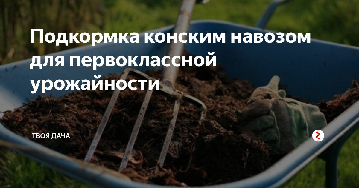 Лук можно поливать навозом