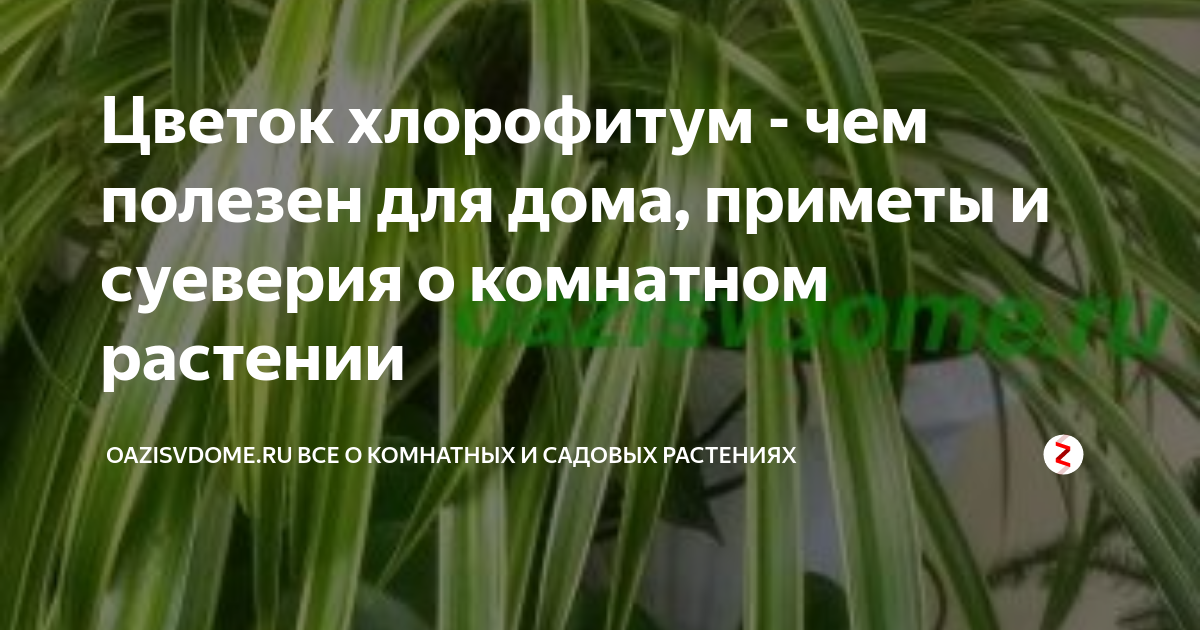 Хлорофитум дома приметы