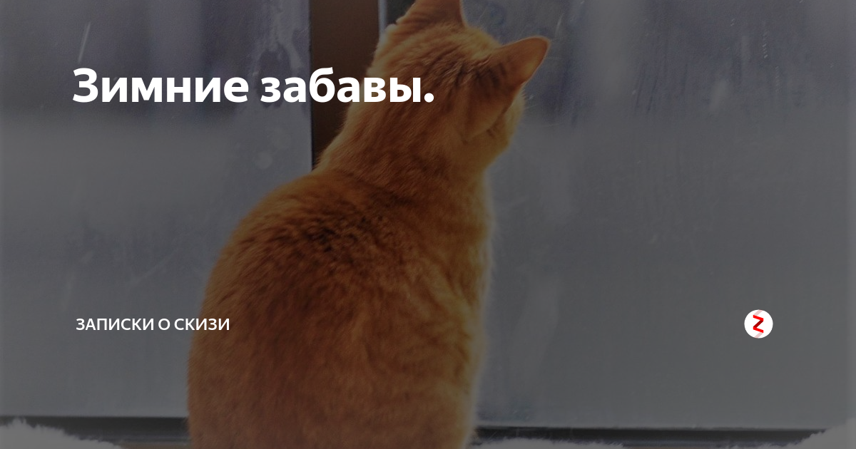 Рассказ не было печали 230 на дзен. Кот Скизи. Скизи Мазанкин. Скизи Мазанкин дзен кот. Записки про кота Скизи.