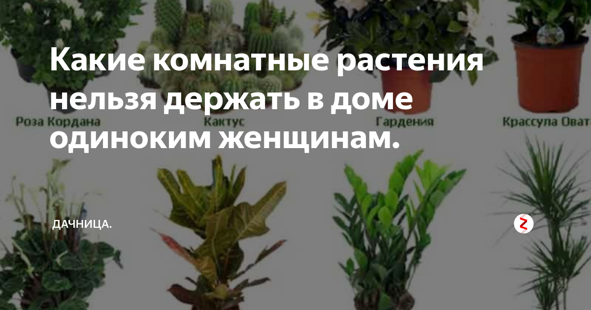 Какие нельзя держать дома комнатные растения фото