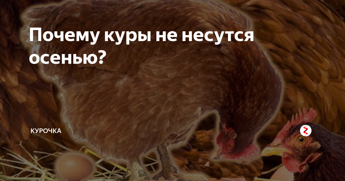 Куры не несутся причины